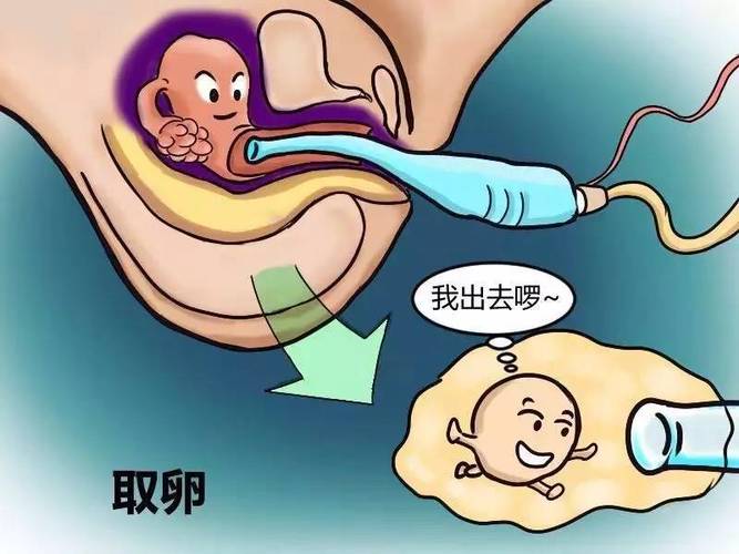 试管供卵试管代怀明细-试管供卵与试管代怀：全面明细解析