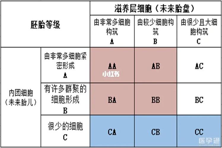 试管胚胎级别【试管胚胎级别的重要性及影响因素分析】